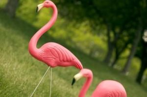 article-new-ehow-images-a07-s0-h8-flamingo-gag-gifts-800x800